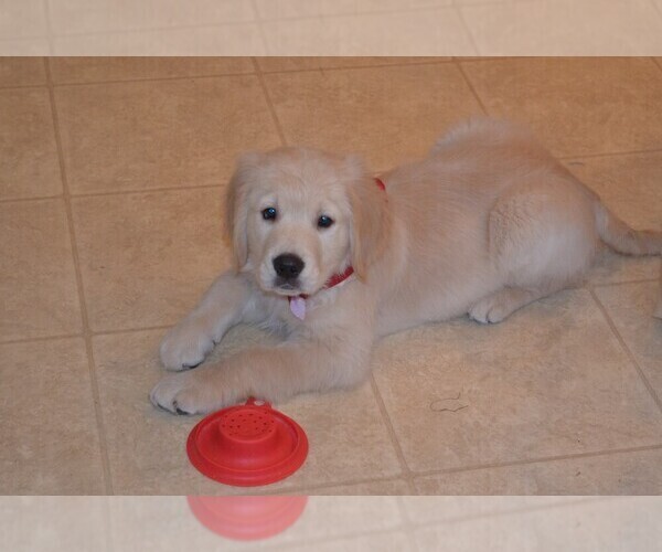 Medium Photo #13 Golden Retriever Puppy For Sale in WEBSTER CITY, IA, USA