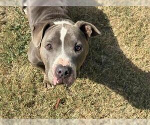 American Bulldog Dogs for adoption in Tulsa, OK, USA