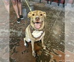 Small #4 Labrador Retriever Mix