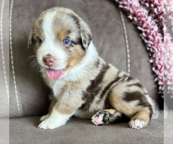Medium Photo #1 Australian Shepherd Puppy For Sale in ROCK STREAM, NY, USA