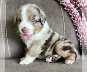 Australian Shepherd Puppy for sale in ROCK STREAM, NY, USA