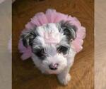 Small #5 YorkiePoo