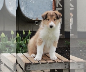 Collie Puppy for sale in FREDERICKSBURG, OH, USA