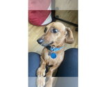 Small Photo #4 Dachshund Puppy For Sale in Fruitland, SC, USA