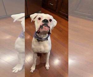 Boxer Dogs for adoption in Burnsville, MN, USA