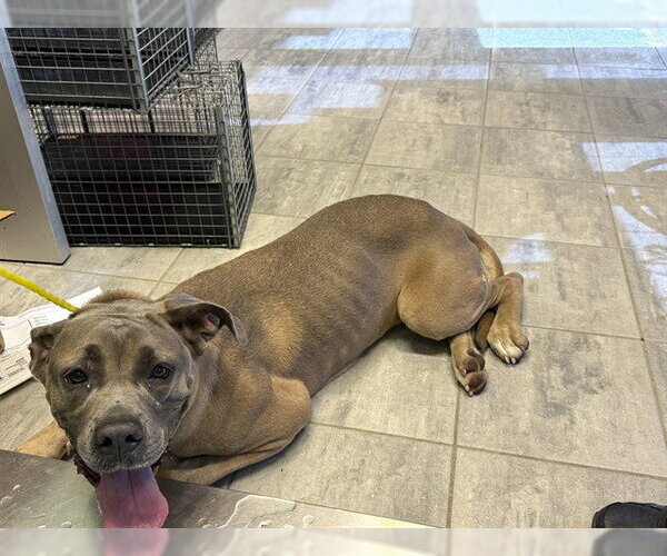 Medium Photo #1 Mastiff-Unknown Mix Puppy For Sale in Grand Prairie, TX, USA