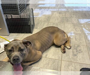 Mastiff-Unknown Mix Dogs for adoption in Grand Prairie, TX, USA