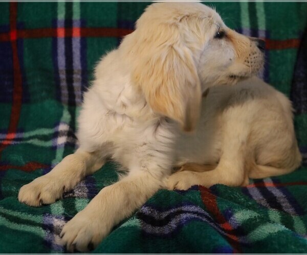 Medium Photo #5 Golden Retriever Puppy For Sale in BLOOMINGTON, IN, USA