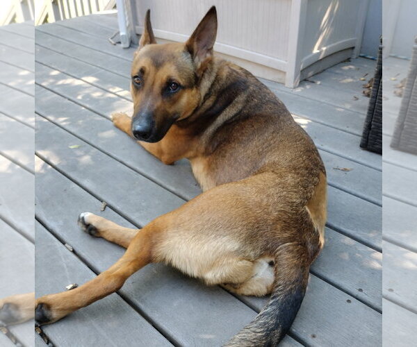 Medium Photo #23 Mutt Puppy For Sale in Fargo, ND, USA