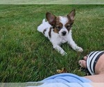 Small #2 Papillon