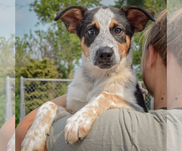 Medium Photo #5 Beagle-Red Heeler Mix Puppy For Sale in Huntley, IL, USA