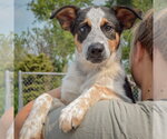 Small #4 Beagle-Red Heeler Mix