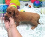 Small #6 Chiweenie