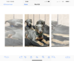 Small Photo #1 Doberman Pinscher Puppy For Sale in ARDMORE, OK, USA