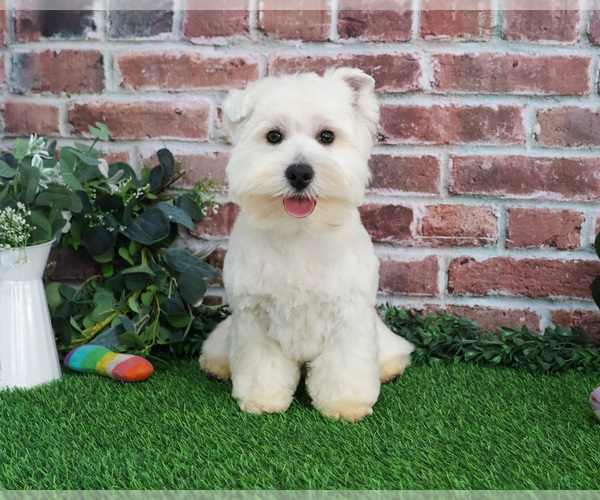 Medium Photo #11 West Highland White Terrier Puppy For Sale in SYRACUSE, IN, USA