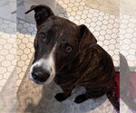 Small #1 Mutt