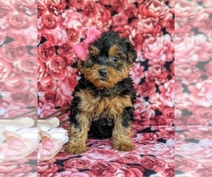 Poodle (Miniature)-Shorkie Tzu Mix Puppy for sale in CHRISTIANA, PA, USA