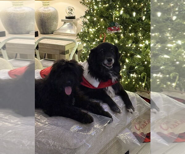 Medium Photo #2 Labrador Retriever-Unknown Mix Puppy For Sale in Aurora, IN, USA