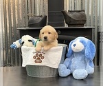 Puppy Mr Green Golden Retriever