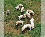 Small Photo #7 Spanish Pointer Puppy For Sale in CATALPA, VA, USA