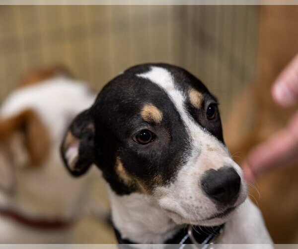 Medium Photo #1 Labbe Puppy For Sale in Southbury, CT, USA