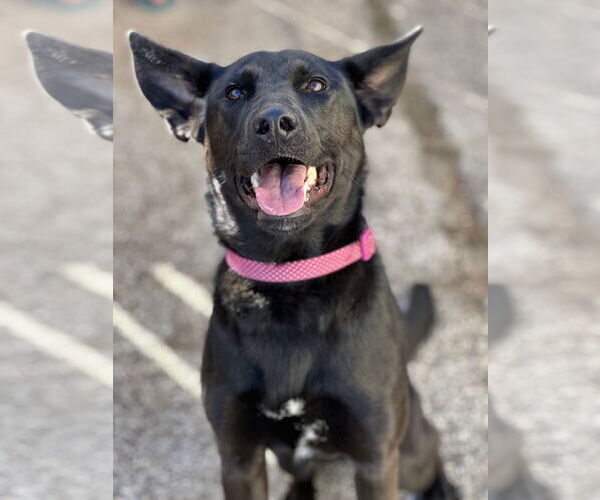 Medium Photo #2 German Shepherd Dog-Unknown Mix Puppy For Sale in Houston, TX, USA