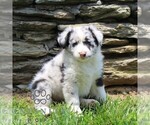 Small #2 Australian Shepherd