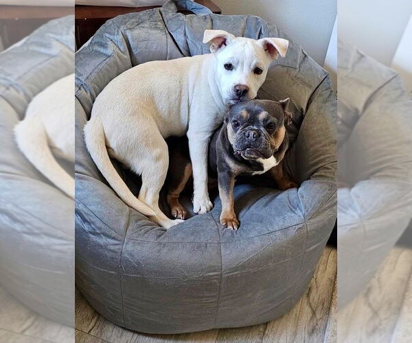 Medium Photo #8 American Pit Bull Terrier-Labrador Retriever Mix Puppy For Sale in Redlands, CA, USA