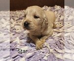 Puppy 8 Goldendoodle