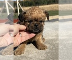Small #2 Brussels Griffon