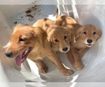 Small Photo #3 Golden Retriever Puppy For Sale in LOS ANGELES, CA, USA