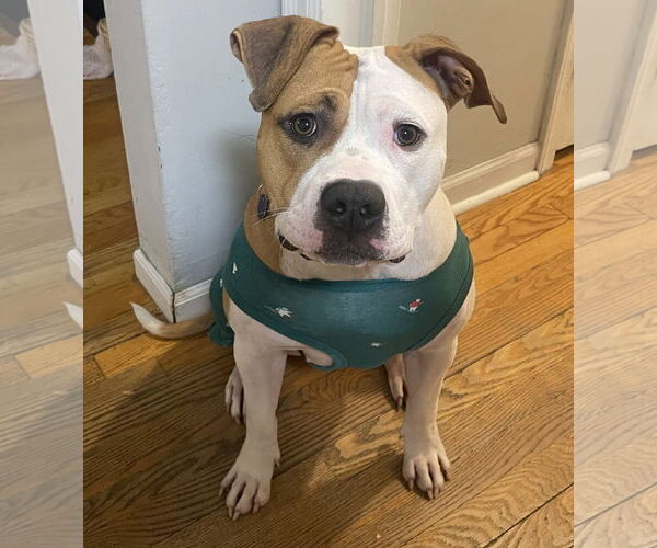 Medium Photo #1 Staffordshire Bull Terrier-Unknown Mix Puppy For Sale in Princeton, MN, USA