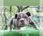 Small Photo #1 English Bulldog Puppy For Sale in MANHATTAN, NY, USA