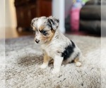 Small Photo #6 Miniature Australian Shepherd Puppy For Sale in BLACK FOREST, CO, USA