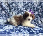 Small #6 Cavapoo