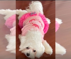 Mother of the Maltese puppies born on 12/08/2024