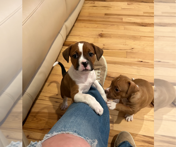 Medium Photo #1 American Staffordshire Terrier-Unknown Mix Puppy For Sale in Holly Springs, NC, USA