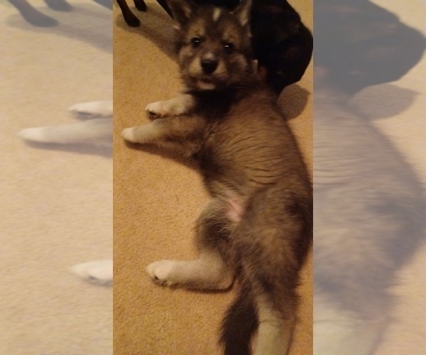 Medium Photo #1 Gerberian Shepsky Puppy For Sale in EDMORE, MI, USA