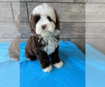Image preview for Ad Listing. Nickname: COCKAPOO