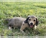 Small Photo #11 Dachshund Puppy For Sale in SAVANNAH, TX, USA