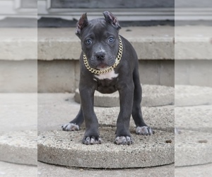 American Bully Puppy for sale in CHAMPAIGN, IL, USA