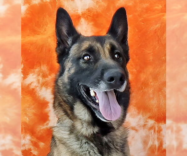 Medium Photo #2 German Shepherd Dog Puppy For Sale in Pasadena, CA, USA