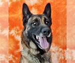 Small #1 German Shepherd Dog