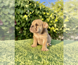 Bulldog Puppy for Sale in SAN DIEGO, California USA