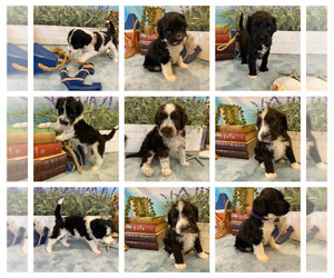 Portuguese Water Dog Puppy for sale in FRANKLIN, TN, USA