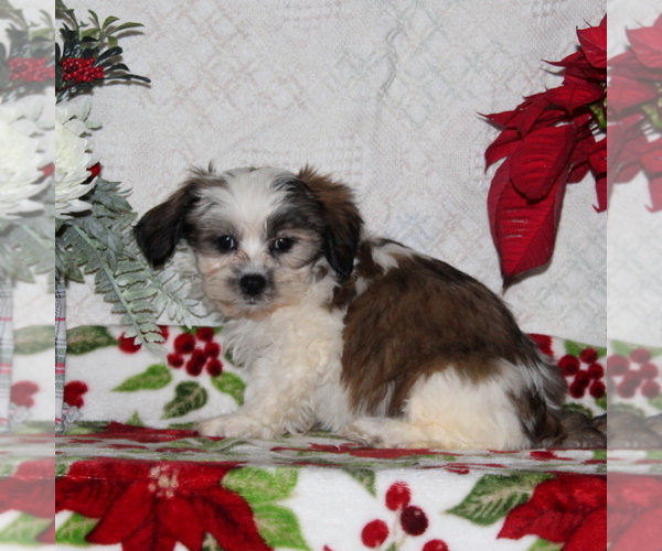 Medium Photo #2 Zuchon Puppy For Sale in RISING SUN, MD, USA