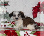 Small Photo #2 Zuchon Puppy For Sale in RISING SUN, MD, USA