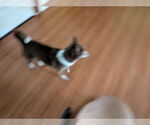Small #1 Chihuahua