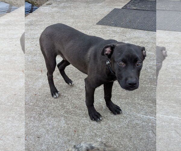 Medium Photo #4 Mutt Puppy For Sale in White Bluff, TN, USA