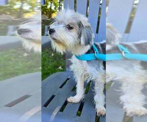 Vera - Female Mutt Dog for Adoption - Photo #3